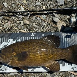 スモールマウスバス