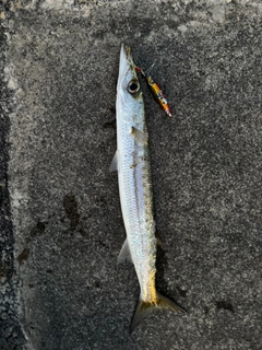カマスの釣果