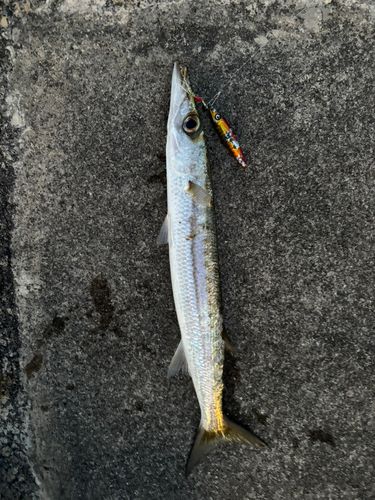 カマスの釣果