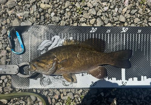 スモールマウスバスの釣果