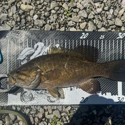 スモールマウスバス