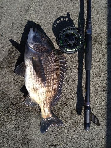 クロダイの釣果