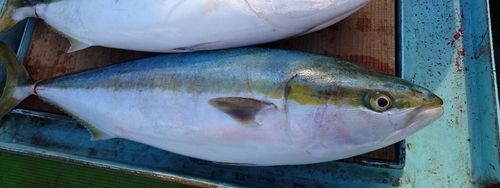 釣果