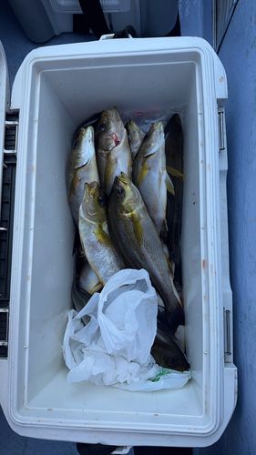 イサキの釣果