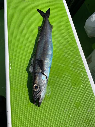 クロシビカマス