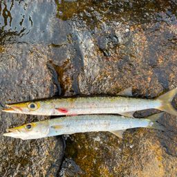 タイワンカマス