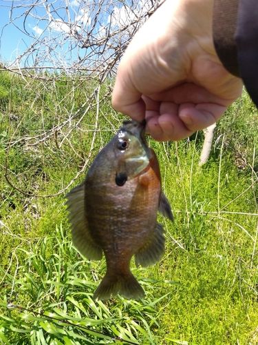 ブルーギルの釣果