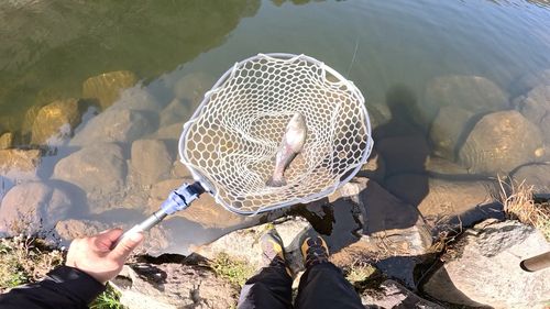 ニジマスの釣果