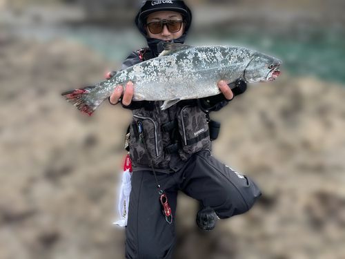 サクラマスの釣果
