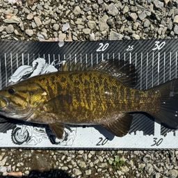 スモールマウスバス