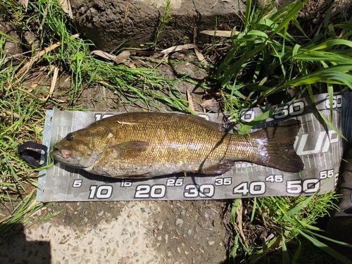 スモールマウスバス