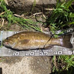 スモールマウスバス