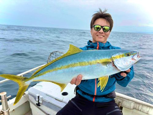 ヒラマサの釣果