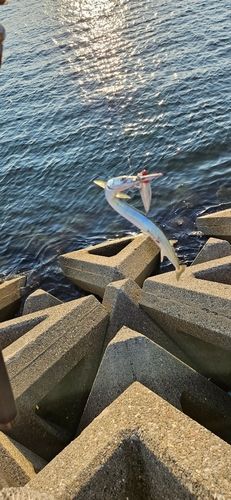 ダツの釣果