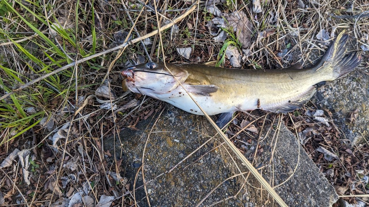 アメリカンキャットフィッシュ