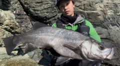 ヒラスズキの釣果