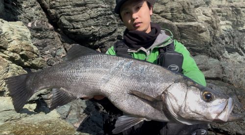 ヒラスズキの釣果