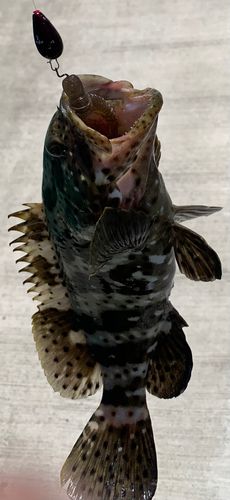 ハタの釣果