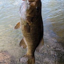 スモールマウスバス