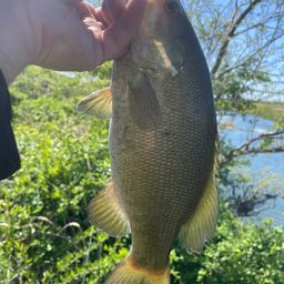 スモールマウスバス