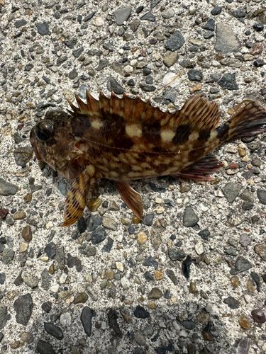 カサゴの釣果