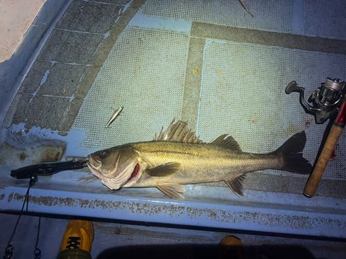 シーバスの釣果
