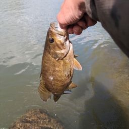 スモールマウスバス