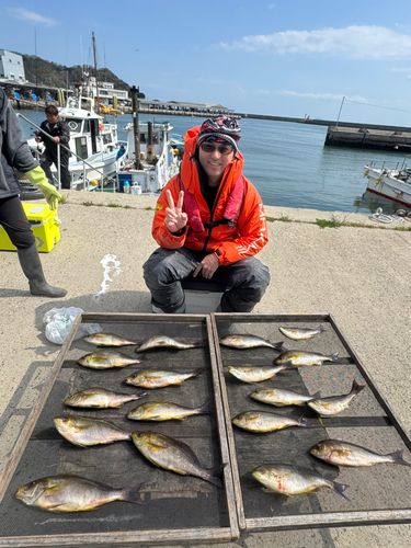 イサキの釣果