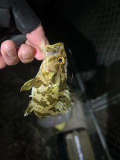 タケノコメバルの釣果