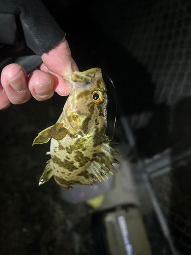 タケノコメバルの釣果