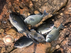 オナガグレの釣果