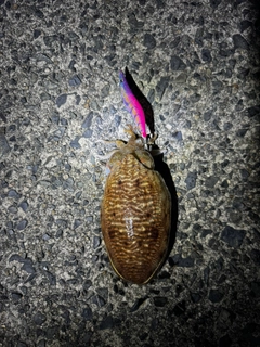 コウイカの釣果
