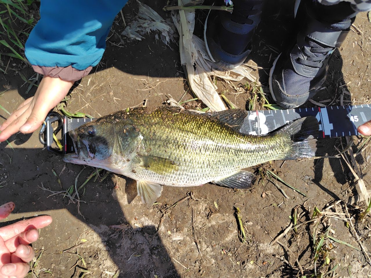 ラージマウスバス