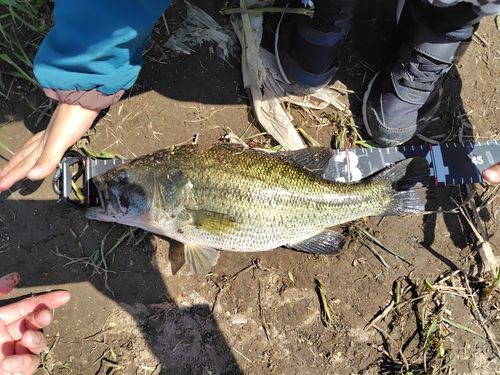 ラージマウスバスの釣果