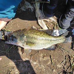 ラージマウスバス