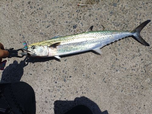 サワラの釣果