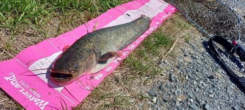ナマズの釣果
