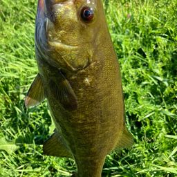 スモールマウスバス