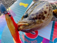 チャイロマルハタの釣果