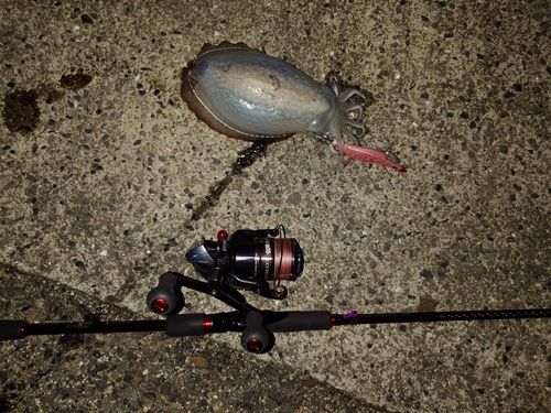 シリヤケイカの釣果