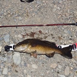 スモールマウスバス