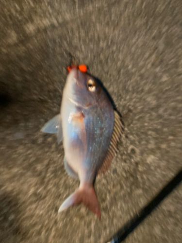 タイの釣果