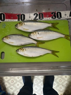コノシロの釣果