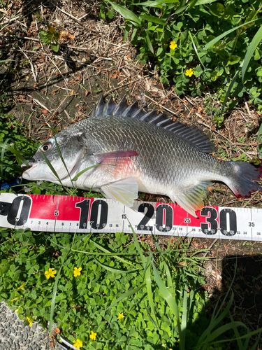 キチヌの釣果