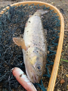 ブラウントラウトの釣果