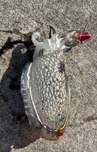シリヤケイカの釣果