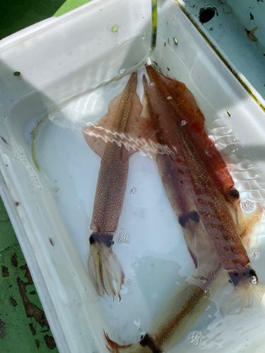 ヤリイカの釣果