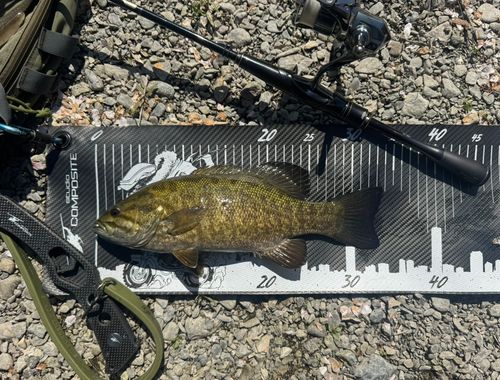 スモールマウスバスの釣果