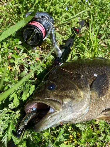 スモールマウスバス