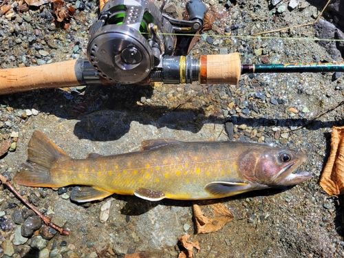 イワナの釣果